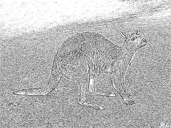 kangaroo Printable Coloring Nplooj Ntawv